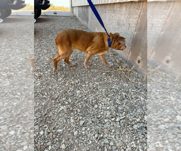 Medium Photo #5 Beagle-Unknown Mix Puppy For Sale in Salt Lake City, UT, USA