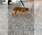 Small #4 Beagle Mix