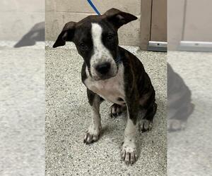 American Pit Bull Terrier-Unknown Mix Dogs for adoption in Conroe, TX, USA