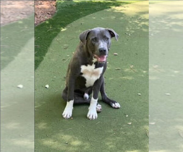 Medium Photo #2 Mutt Puppy For Sale in Lakewood, CO, USA