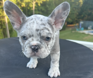 French Bulldog Puppy for sale in INMAN, SC, USA