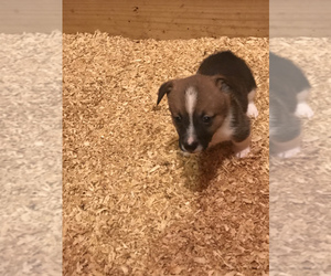 Cojack Puppy for sale in BROOKER, FL, USA