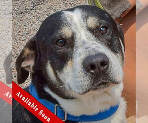 Borador Dogs for adoption in Huntley, IL, USA