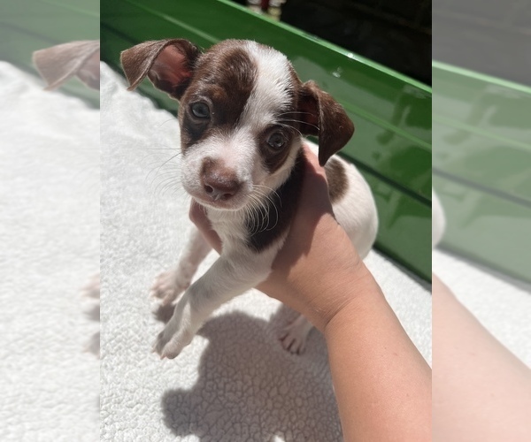 Medium Photo #2 Jack Chi Puppy For Sale in SAINT AUGUSTINE, FL, USA