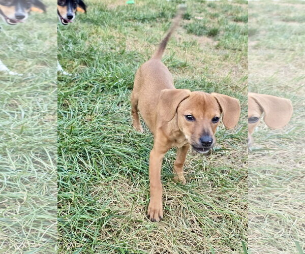 Medium Photo #1 Dachshund-Unknown Mix Puppy For Sale in Hillsboro, MO, USA