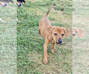 Dachshund-Unknown Mix Dogs for adoption in Hillsboro, MO, USA