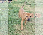 Small Dachshund Mix