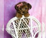 Puppy Millie Yorkipoo