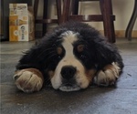 Small Photo #38 Bernese Mountain Dog Puppy For Sale in SALMON, ID, USA