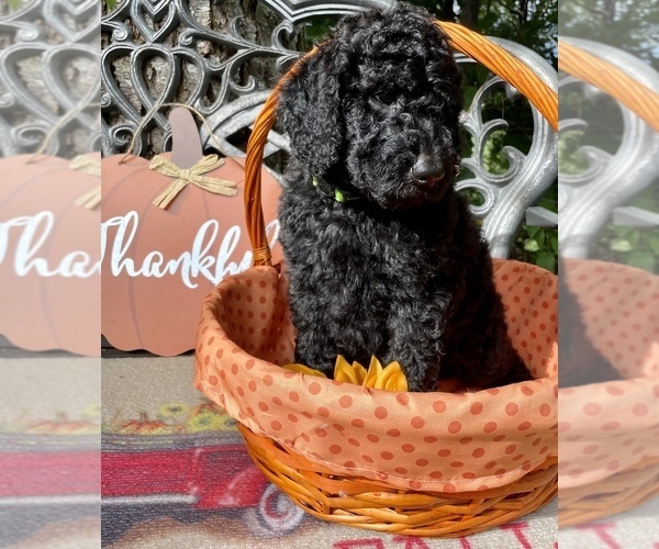 Medium Photo #14 Goldendoodle-Poodle (Standard) Mix Puppy For Sale in LEICESTER, NC, USA