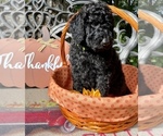 Small Photo #14 Goldendoodle-Poodle (Standard) Mix Puppy For Sale in LEICESTER, NC, USA