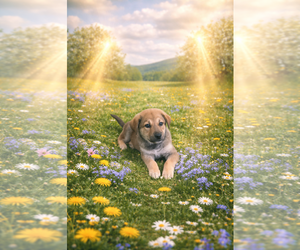 Anatolian Shepherd Dogs for adoption in MIDWAY, UT, USA
