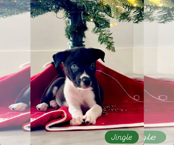 Medium Photo #1 Siberian Husky-Unknown Mix Puppy For Sale in Sanford, FL, USA