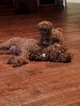 Small Photo #2 Poodle (Miniature) Puppy For Sale in ALLEN, TX, USA