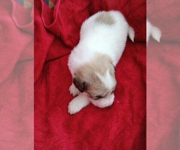 Medium Photo #7 Great Pyrenees Puppy For Sale in BANCROFT, WI, USA