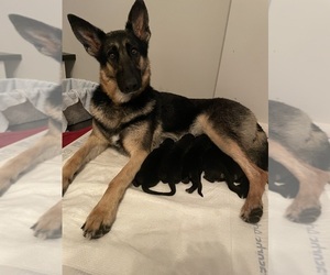 German Shepherd Dog Litter for sale in BERRY, AL, USA