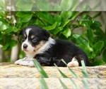 Small Photo #7 Pembroke Welsh Corgi Puppy For Sale in LUTHER, OK, USA