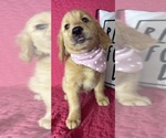 Small #4 Golden Retriever