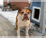 Small Photo #1 Bulldog Puppy For Sale in COCHRANVILLE, PA, USA