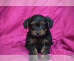 Torrie - Female Yorkipoo Puppy for Sale - Photo #3