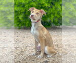 Small #1 Mutt