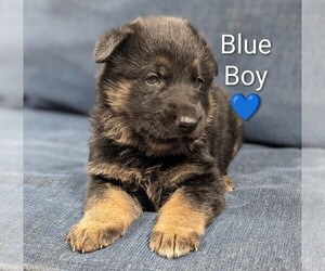German Shepherd Dog Puppy for sale in BENSON, NC, USA
