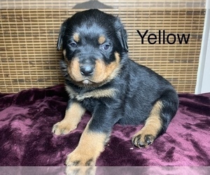 Rottweiler Puppy for sale in LEMOORE, CA, USA