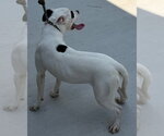 Small #1 Mutt