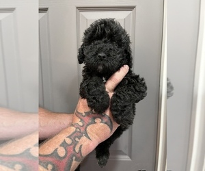 Goldendoodle-Poodle (Miniature) Mix Puppy for sale in FLAT ROCK, NC, USA