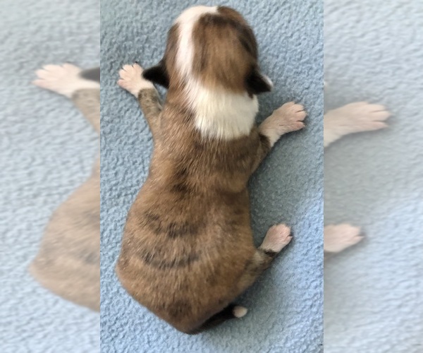 Medium Photo #5 Chihuahua Puppy For Sale in NEWVILLE, PA, USA