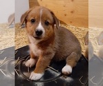 Puppy 1 Pembroke Welsh Corgi