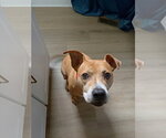 Small Photo #18 Staffordshire Bull Terrier-Unknown Mix Puppy For Sale in Raleigh, NC, USA