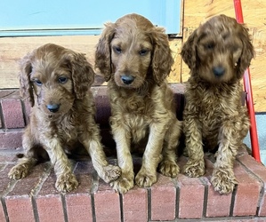 Irish Doodle Puppy for sale in ATHENS, AL, USA