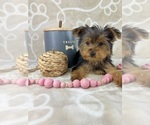 Small #1 Yorkshire Terrier