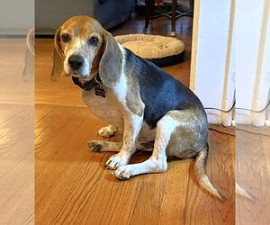 Matty - Male Beagle Dog for Adoption - Photo #9