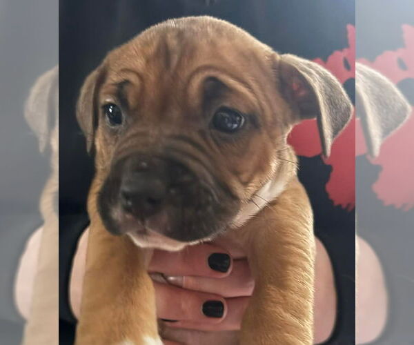 Medium Photo #1 Mutt Puppy For Sale in Forest, VA, USA