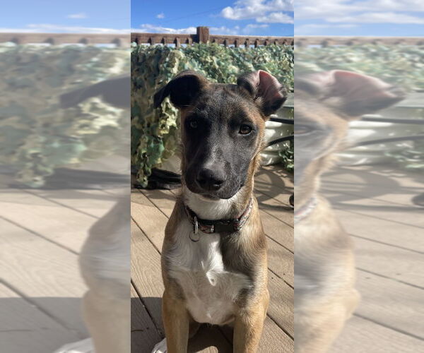 Medium Photo #14 Collie-German Shepherd Dog Mix Puppy For Sale in Lakewood, CO, USA