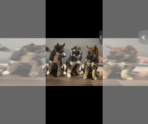 German Shepherd Dog-Siberian Husky Mix Puppy for sale in BLUE ISLAND, IL, USA