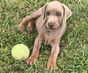 Doberman Pinscher Puppy for sale in CHESTER, AR, USA