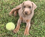 Small Photo #1 Doberman Pinscher Puppy For Sale in CHESTER, AR, USA