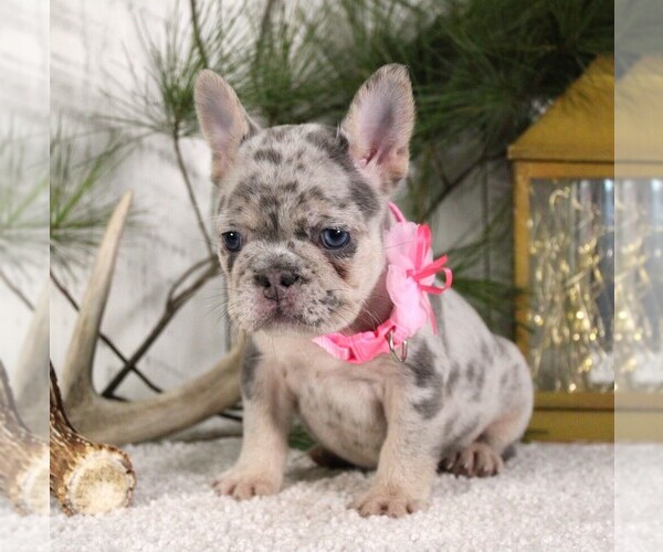 Medium Photo #4 French Bulldog Puppy For Sale in FRESNO, OH, USA
