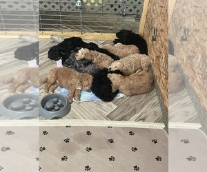 Aussiedoodle Puppy for sale in LAKE, MI, USA