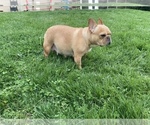 Small #8 French Bulldog