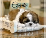 Small Photo #1 Shih Tzu Puppy For Sale in SUGAR HILL, GA, USA