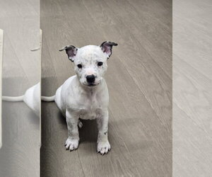 American Staffordshire Terrier-Unknown Mix Dogs for adoption in Bardstown, KY, USA