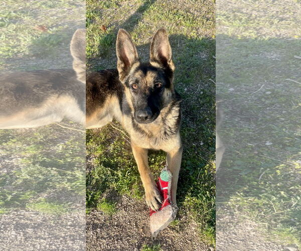 Medium Photo #4 German Shepherd Dog Puppy For Sale in Lancaster, CA, USA
