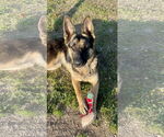 Small #3 German Shepherd Dog