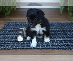 Small #6 Miniature American Shepherd