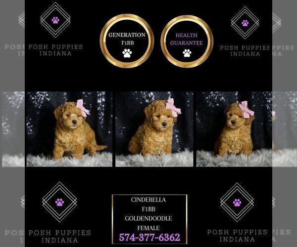 Medium Photo #100 Goldendoodle (Miniature) Puppy For Sale in WARSAW, IN, USA