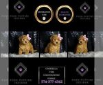 Small Photo #100 Goldendoodle (Miniature) Puppy For Sale in WARSAW, IN, USA